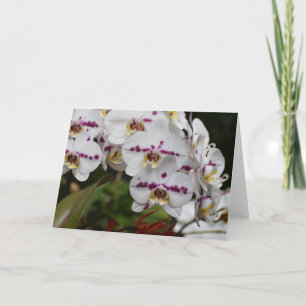Orchid, card