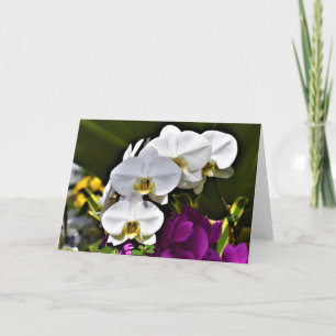 Orchid, card