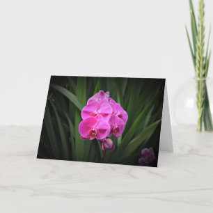 Orchid, card