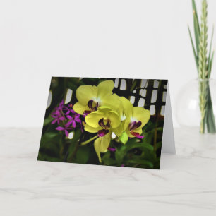 Orchid, card
