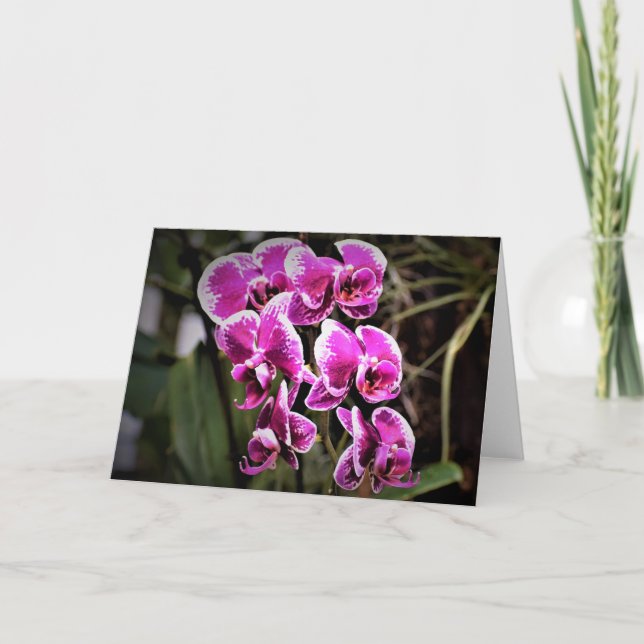 Orchid, card (Front)