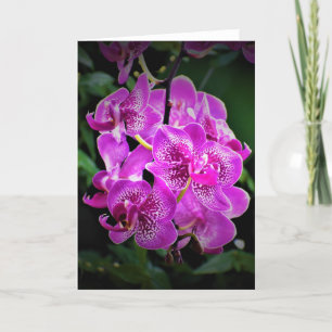 Orchid, card