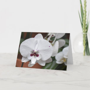 Orchid, card