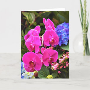 Orchid, card