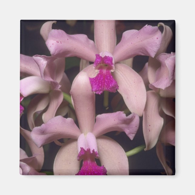 Orchid, (Cattleya amethystoglossa), Eastern Magnet (Front)