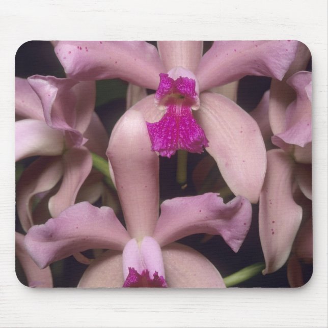 Orchid, (Cattleya amethystoglossa), Eastern Mouse Pad (Front)