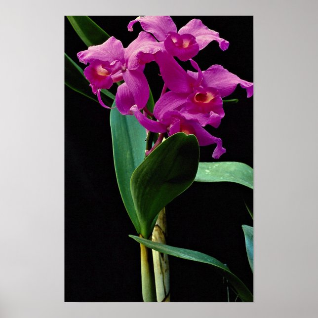 Orchid cattleya (Hailstorm Nilene) Poster (Front)