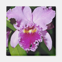 Orchid, cattleya trianae (b c michaelangelo)  flow