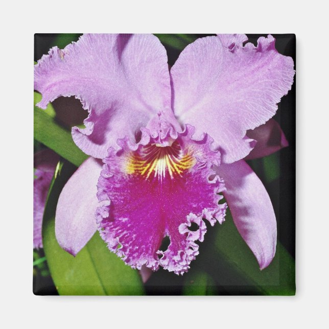 Orchid, cattleya trianae (b c michaelangelo)  flow magnet (Front)