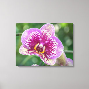 Orchid close up canvas print