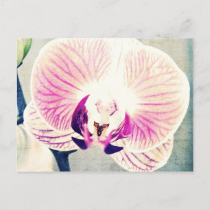 Orchid Colours Postcard