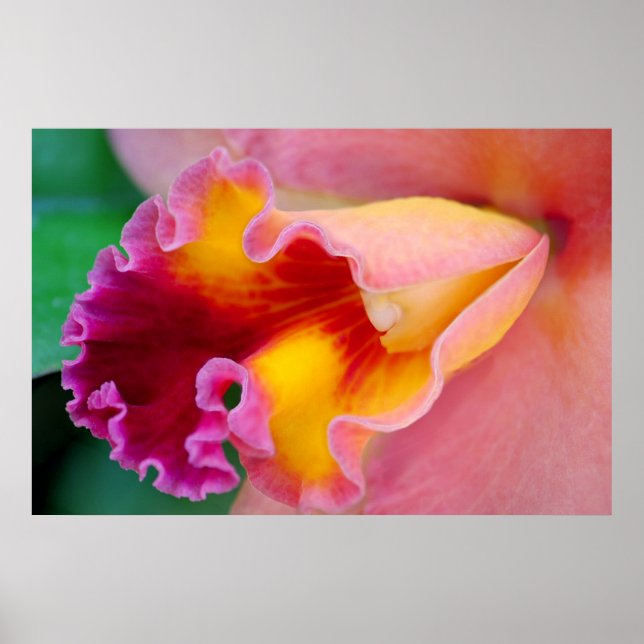 Orchid Colours Poster (Front)