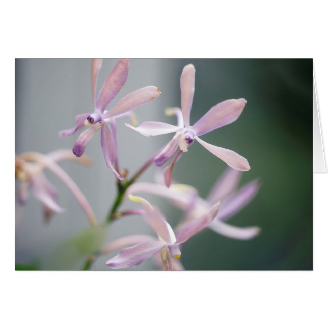 Orchid Darwinara Charm 'Blue Pacific' (Front Horizontal)