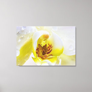Orchid Dew Canvas Print