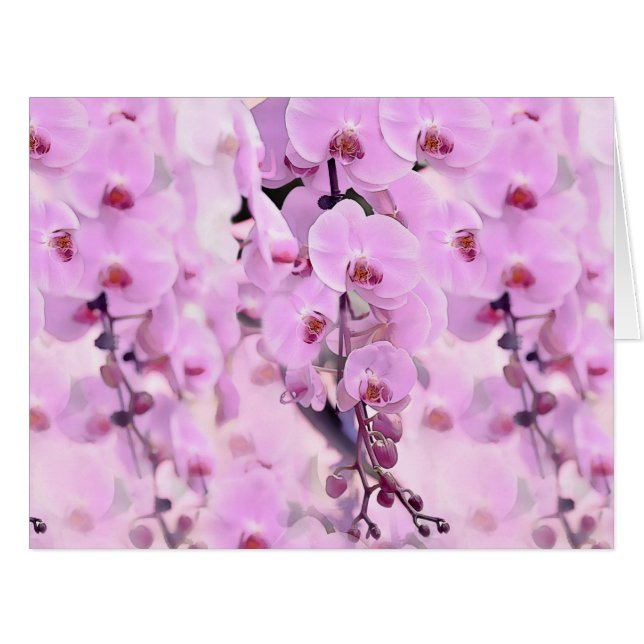 orchid dream (Front Horizontal)