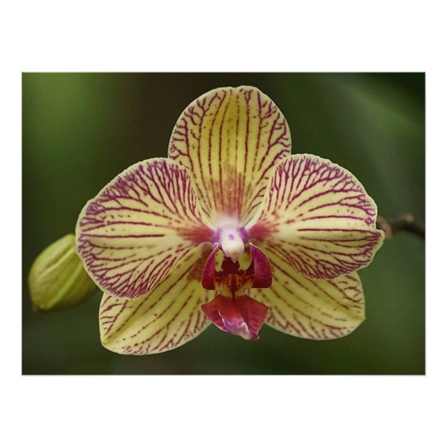 Orchid Elegance Photo Print (Front)