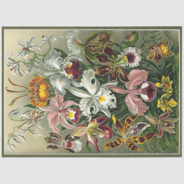 Orchid Floral Ernst Haeckel  Decoupage Tissue Paper (Front)