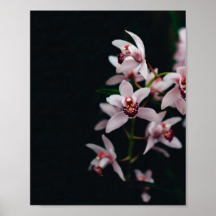 Orchid Flower Black background Poster