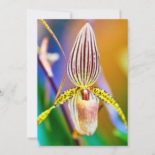 Orchid Flower Card