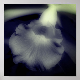 Orchid Flower Close Up Black And White  Poster