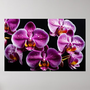 Orchid Flower Colourful Blossom Decoration Blossom