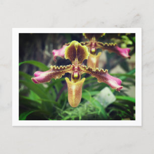 Orchid flower holiday postcard