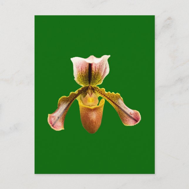 Orchid flower holiday postcard (Front)