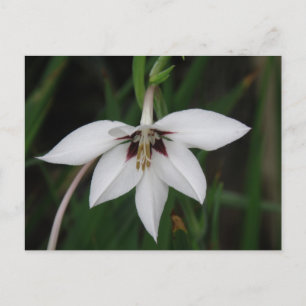 Orchid Flower Postcard