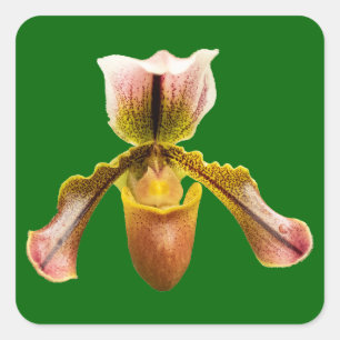 Orchid flower square sticker