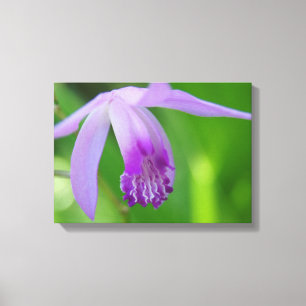 Orchid for You! Canvas Print