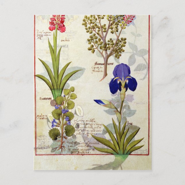 Orchid & Fumitory or Bleeding Heart Hedera & Iris Postcard (Front)