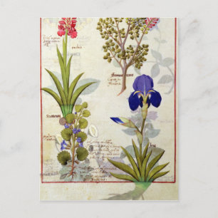 Orchid & Fumitory or Bleeding Heart Hedera & Iris Postcard