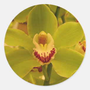 Orchid  Green Cymbidium Classic Round Sticker