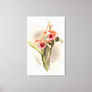 Orchid Illustrated Canvas Print