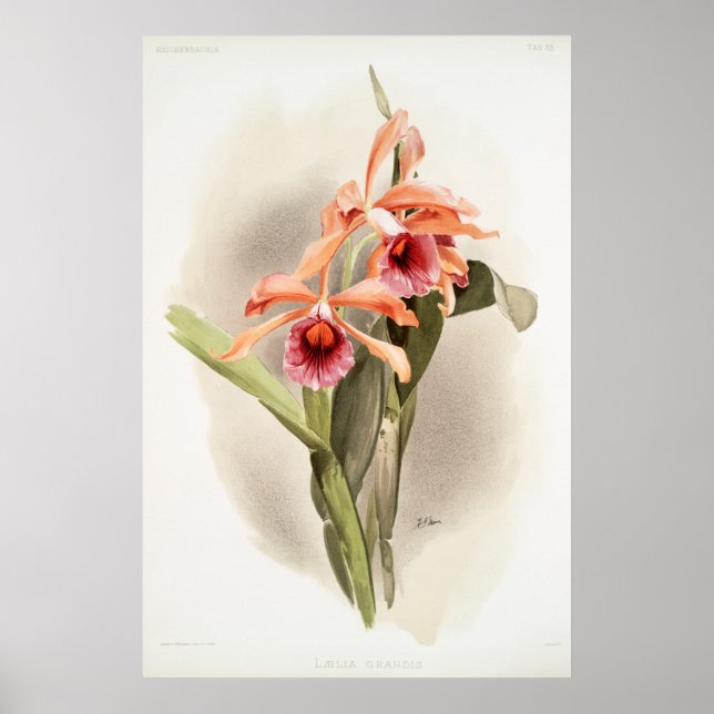 Orchid Illustrated Poster (Front)