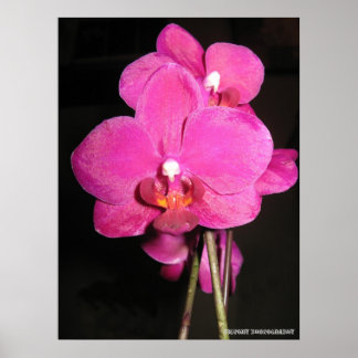 Orchid in Bloom Poster