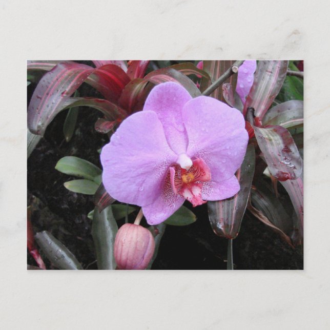Orchid in the Garden Postcard (Front)