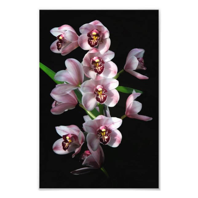 Orchid Insanity on black Photo Print (Front)