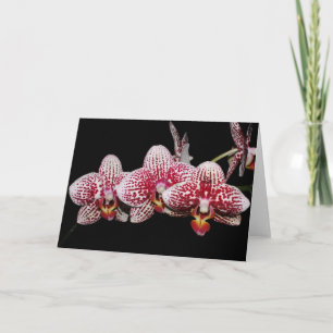 Orchid Lovers' Choice Card