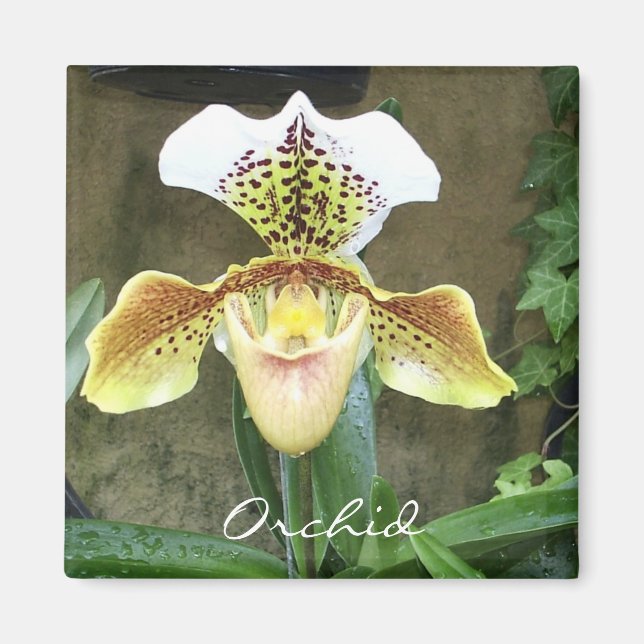 Orchid Magnet (Front)
