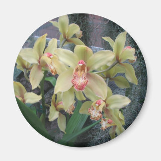 Orchid Magnet