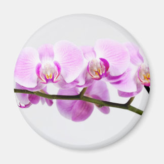 orchid magnet