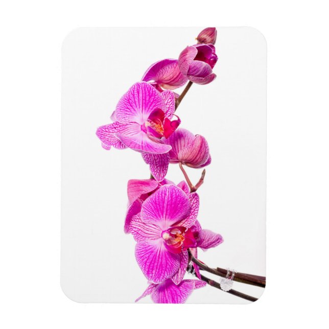 Orchid Magnet (Vertical)