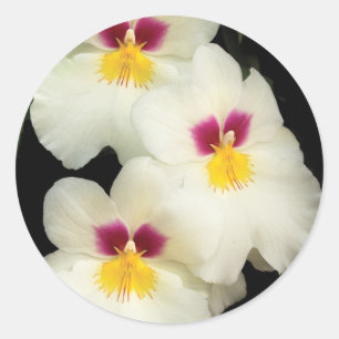Orchid - Miltoniopsis - The Three Amigos Classic Round Sticker