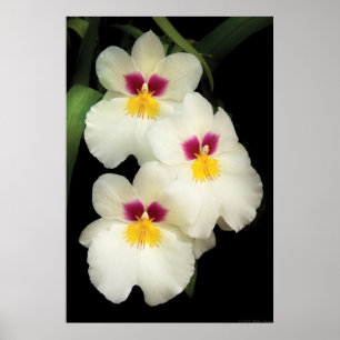 Orchid - Miltoniopsis - The Three Amigos Poster