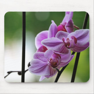 Orchid mouse pad