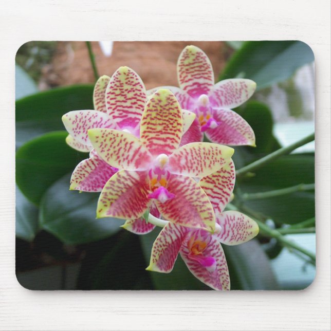 Orchid Mousepad (Front)