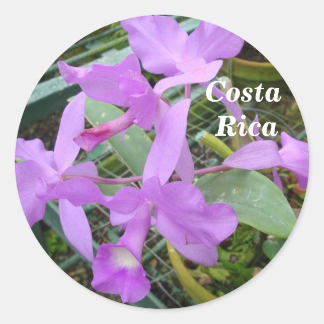 Orchid -- National Flower of Costa Rica Classic Round Sticker (Front)