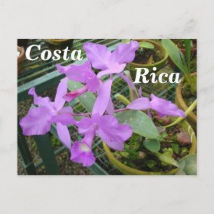 Orchid -- National Flower of Costa Rica Postcard