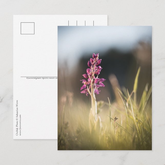 Orchid Nature Photo Postcard (Front/Back)